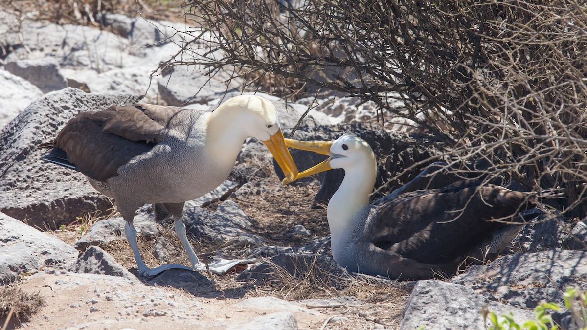 Waved Albatross - ML354342641