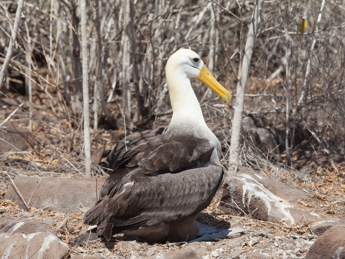 Waved Albatross - ML354342651