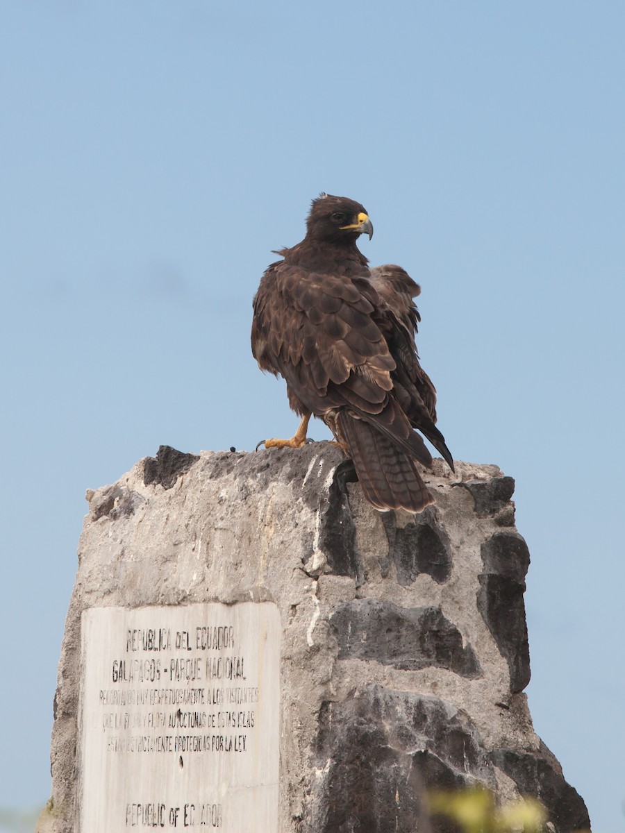 Galapagos Hawk - ML354342691
