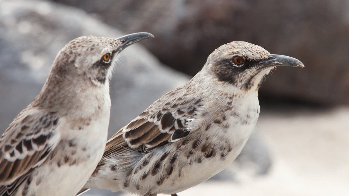 Española Mockingbird - ML354342721