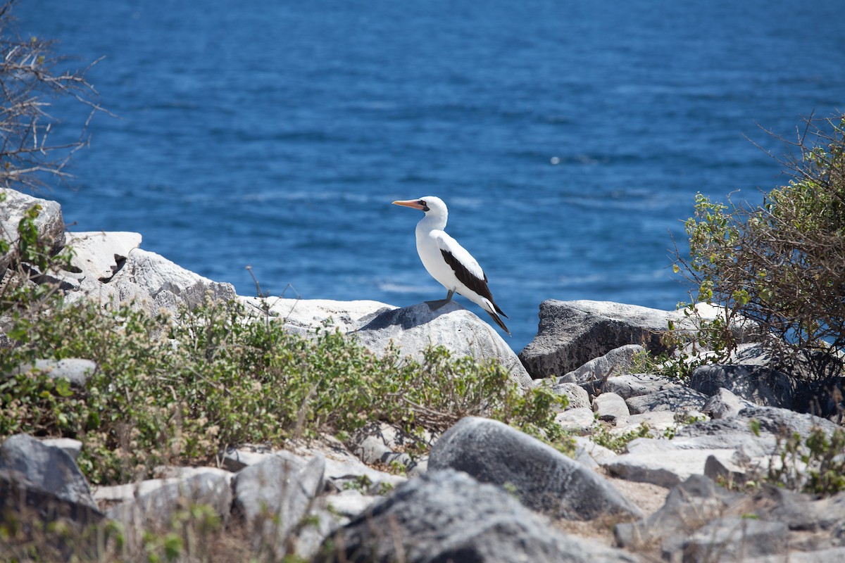 Nazca Booby - ML354342741