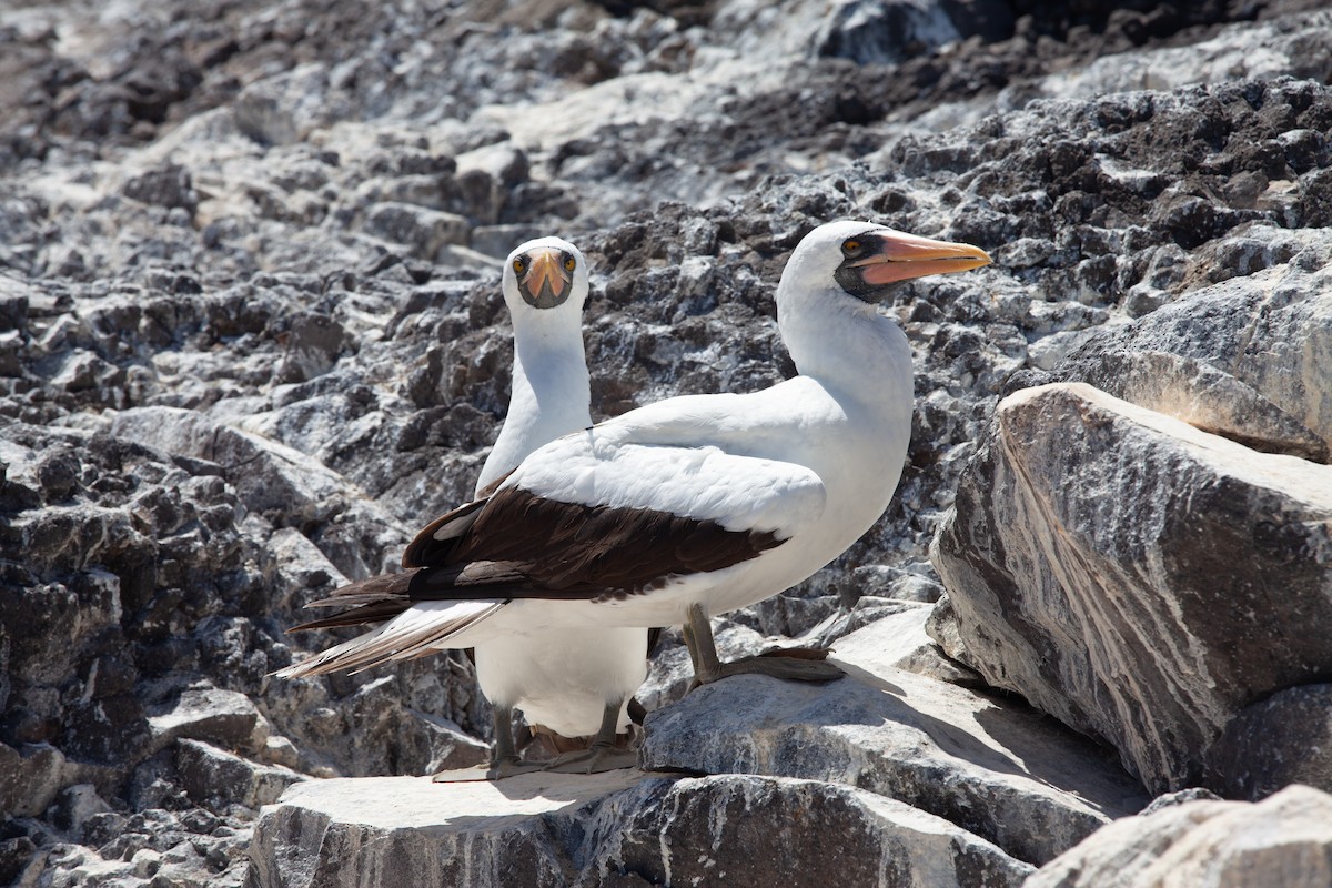 Nazca Booby - ML354342801