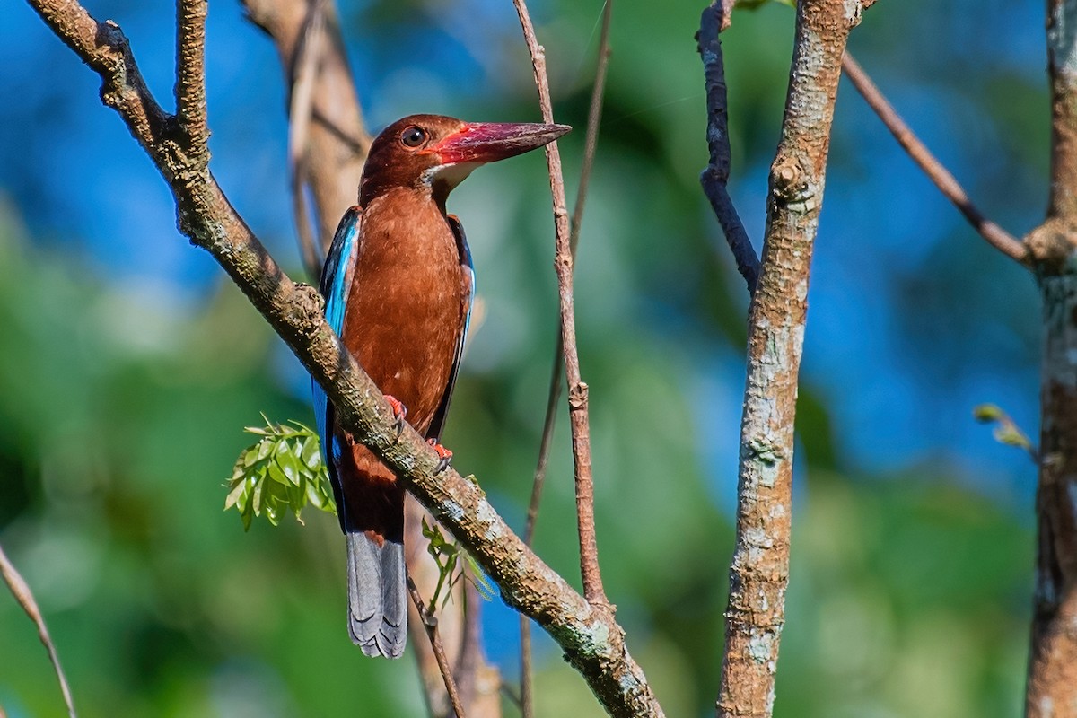 Brown-breasted Kingfisher - ML354343501