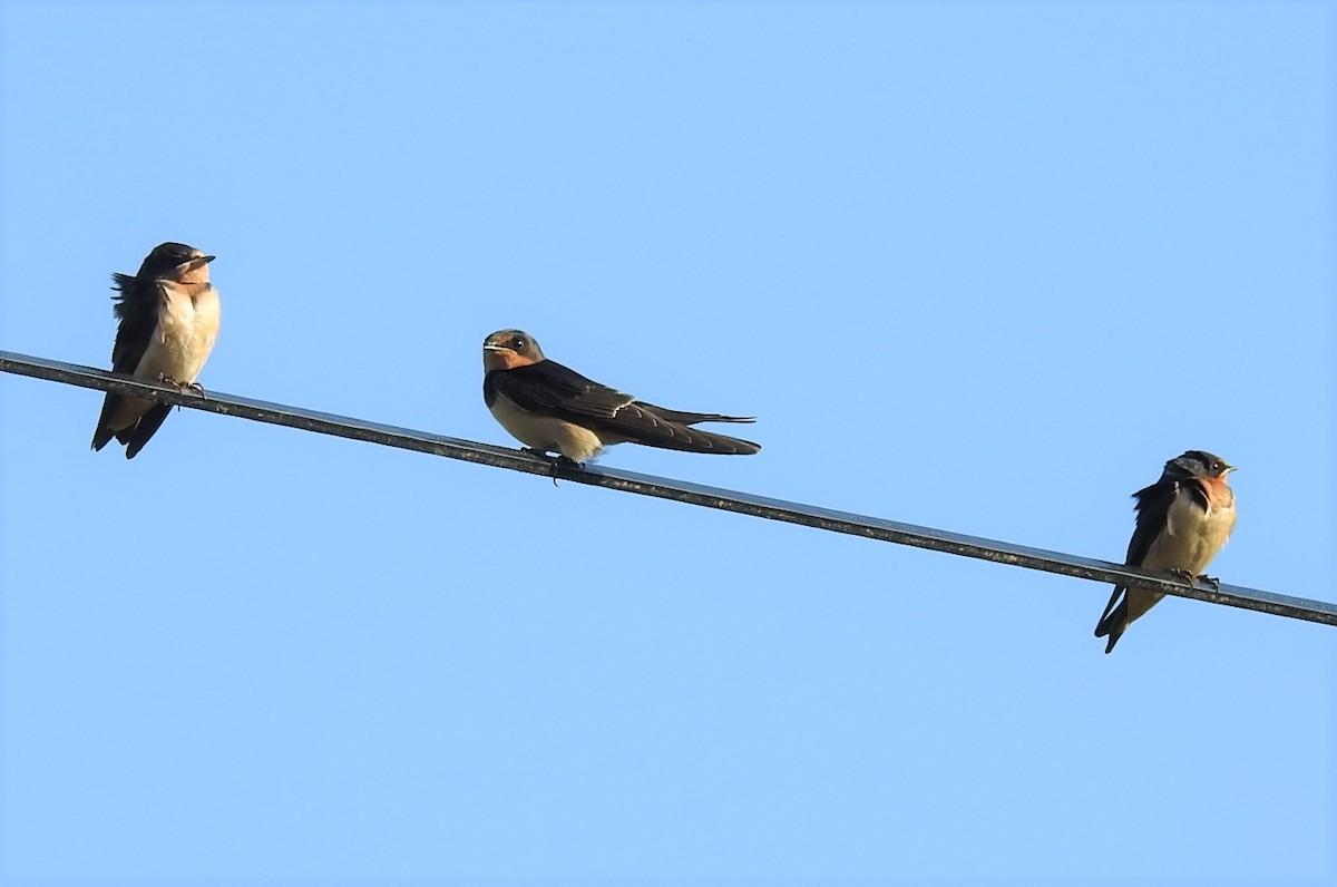 Barn Swallow - ML354344021