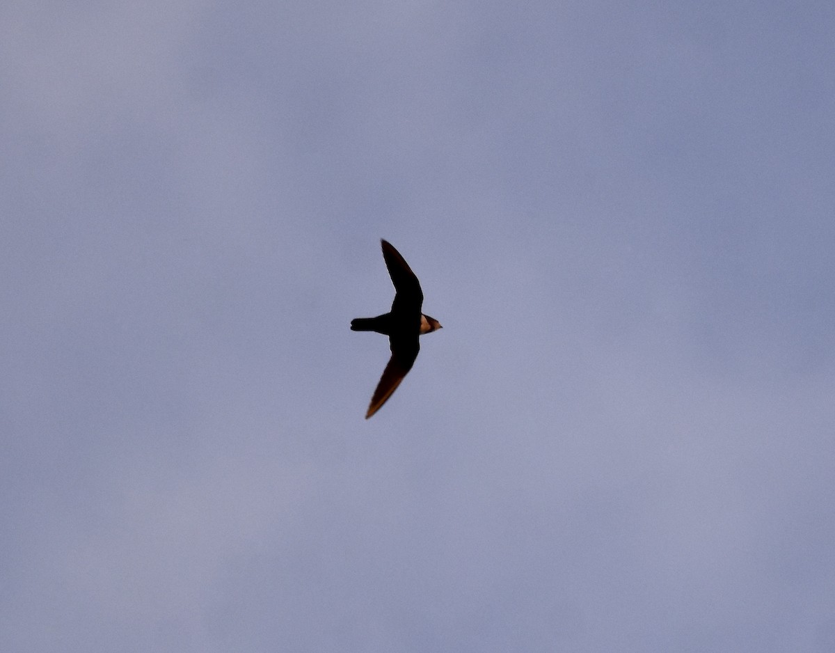 Biscutate Swift - ML354344441