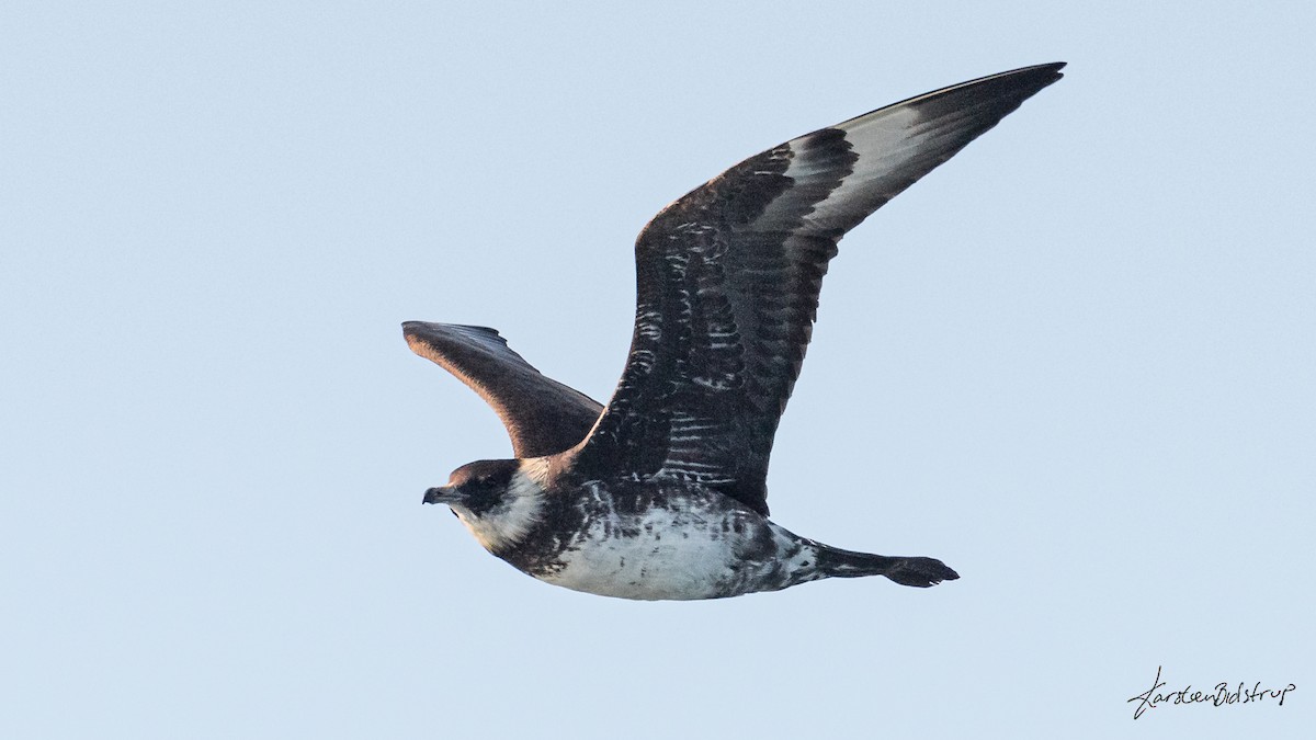 Pomarine Jaeger - Karsten Bidstrup