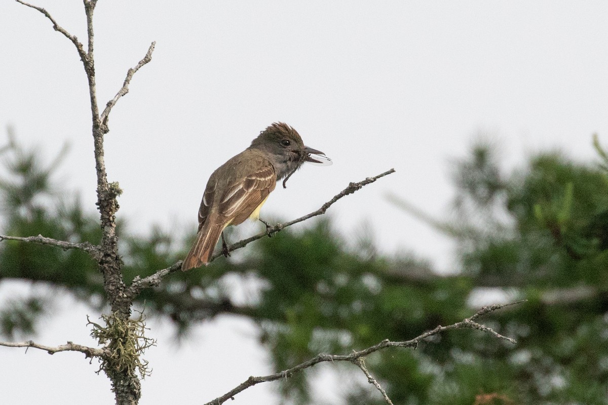 Great Crested Flycatcher - ML354346581