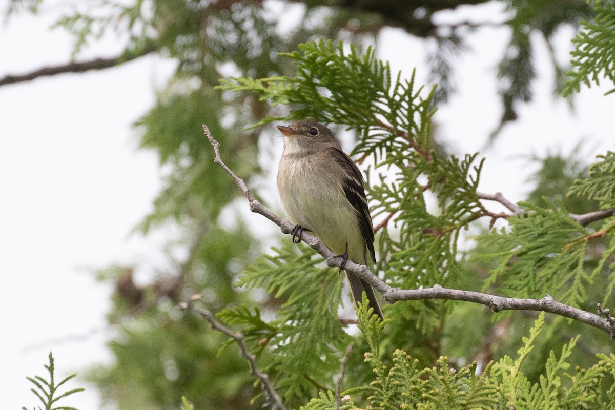 Alder Flycatcher - ML354346591