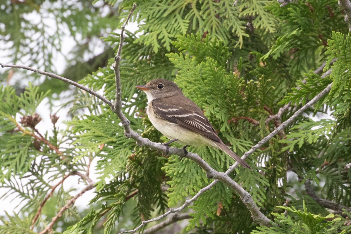 Alder Flycatcher - ML354346601