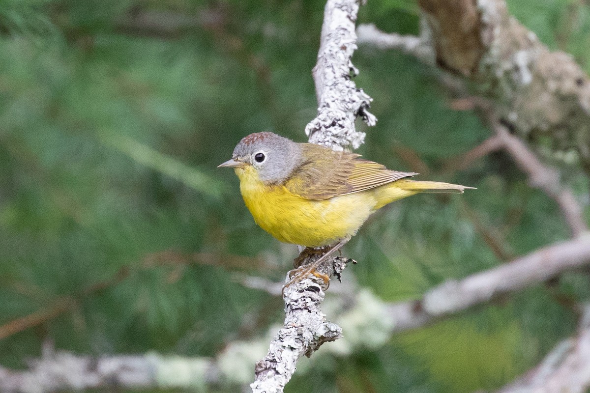 Nashville Warbler - ML354346611