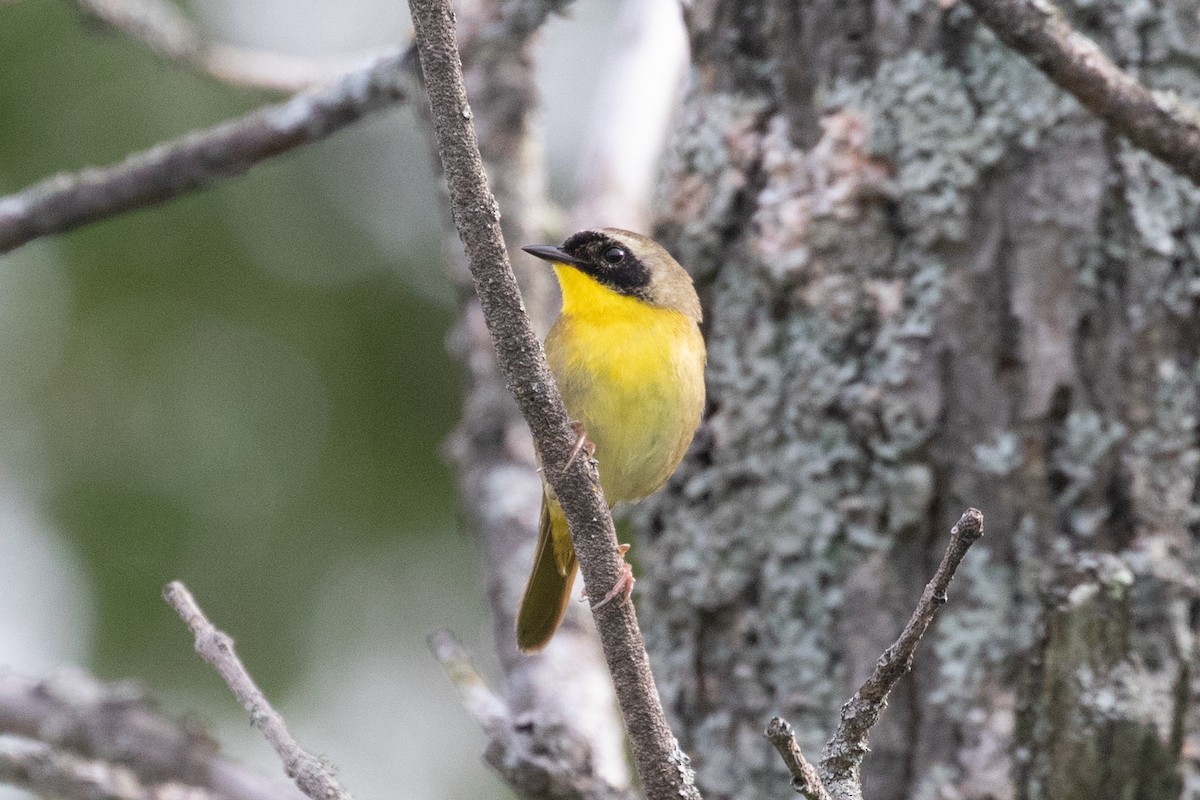 Common Yellowthroat - ML354346641