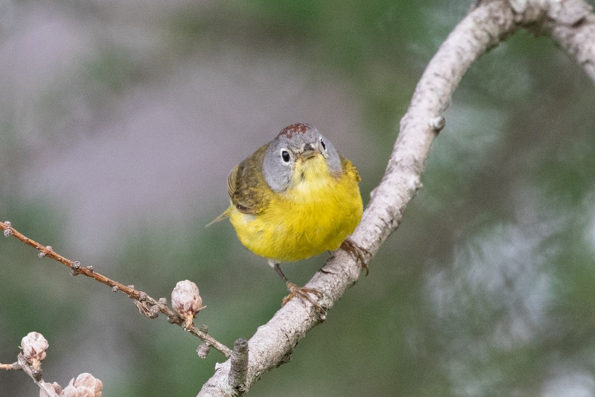 Nashville Warbler - ML354346651