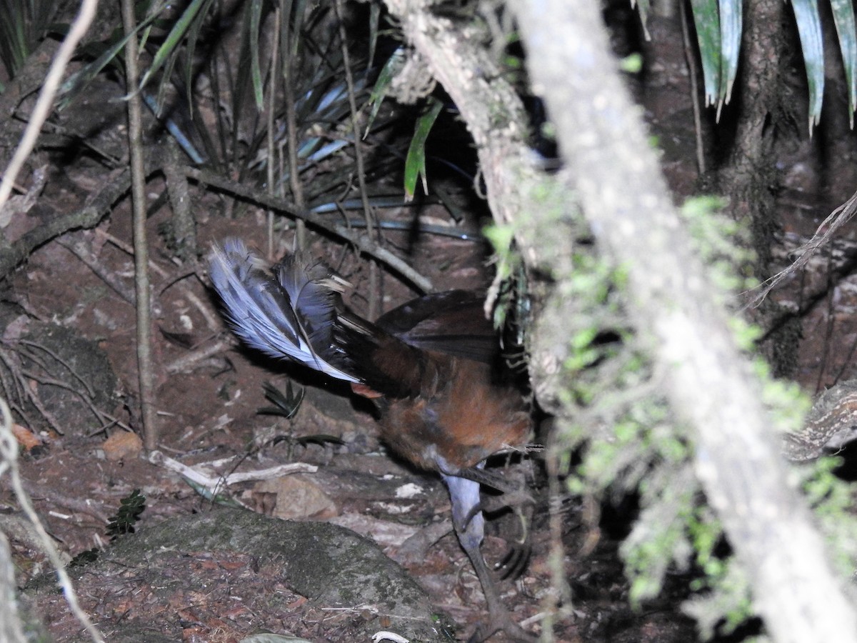 Albert's Lyrebird - ML354346671