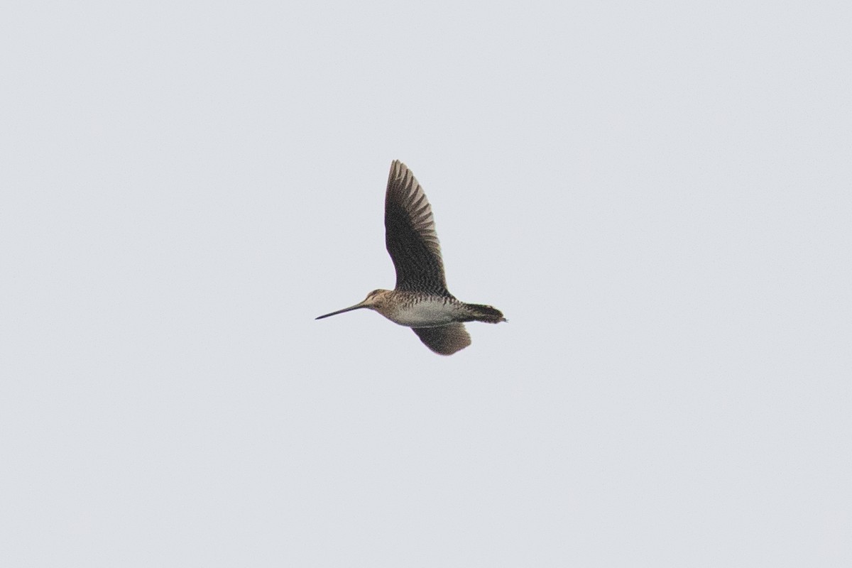 Wilson's Snipe - ML354346681