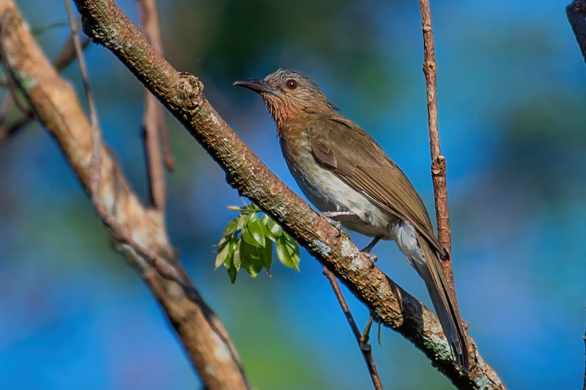 Philippine Bulbul - Ngoc Sam Thuong Dang