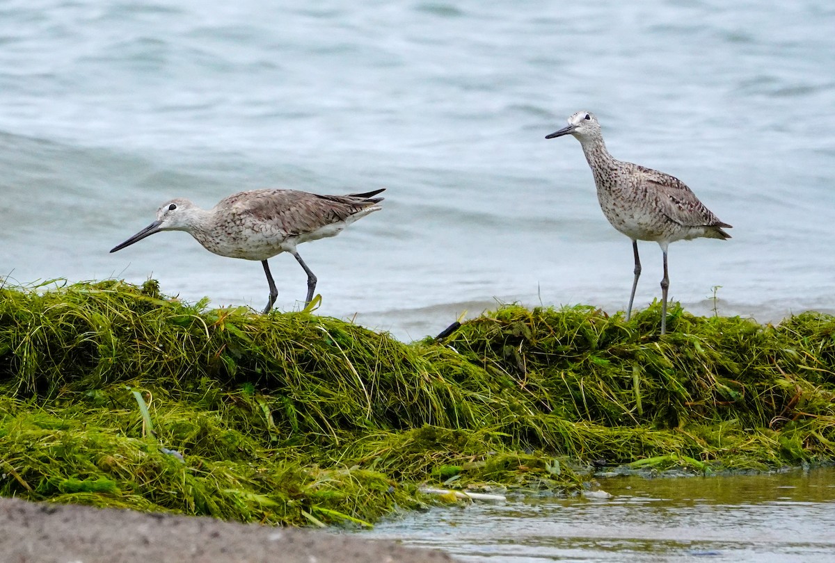 Willet (Western) - Gale VerHague