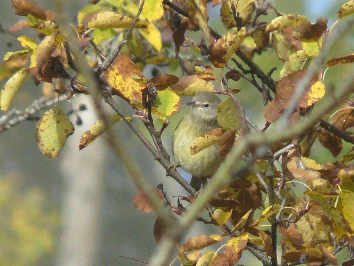 Orange-crowned Warbler - ML35434861