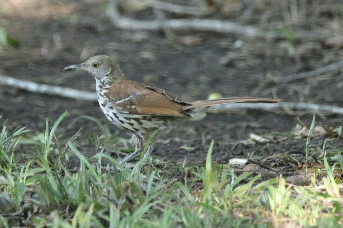 Brown Thrasher - ML354349151