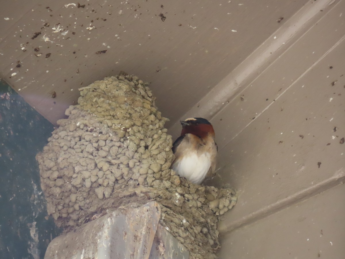 Cliff Swallow - ML354349561