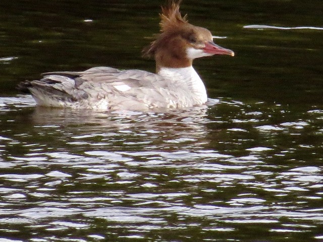 Common Merganser - ML354350381