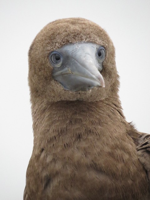 Brown Booby - ML354351261