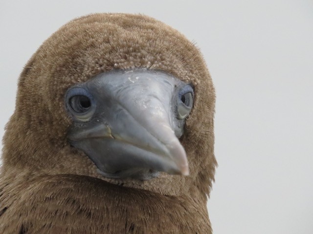 Brown Booby - ML354351341