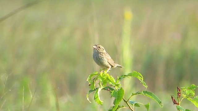 Henslow's Sparrow - ML354351491