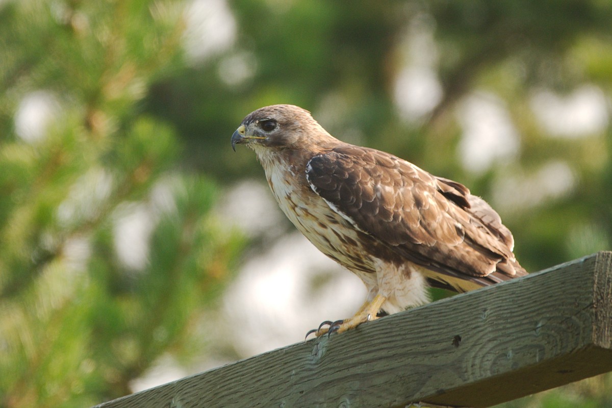 Red-tailed Hawk (calurus/abieticola) - ML354352731