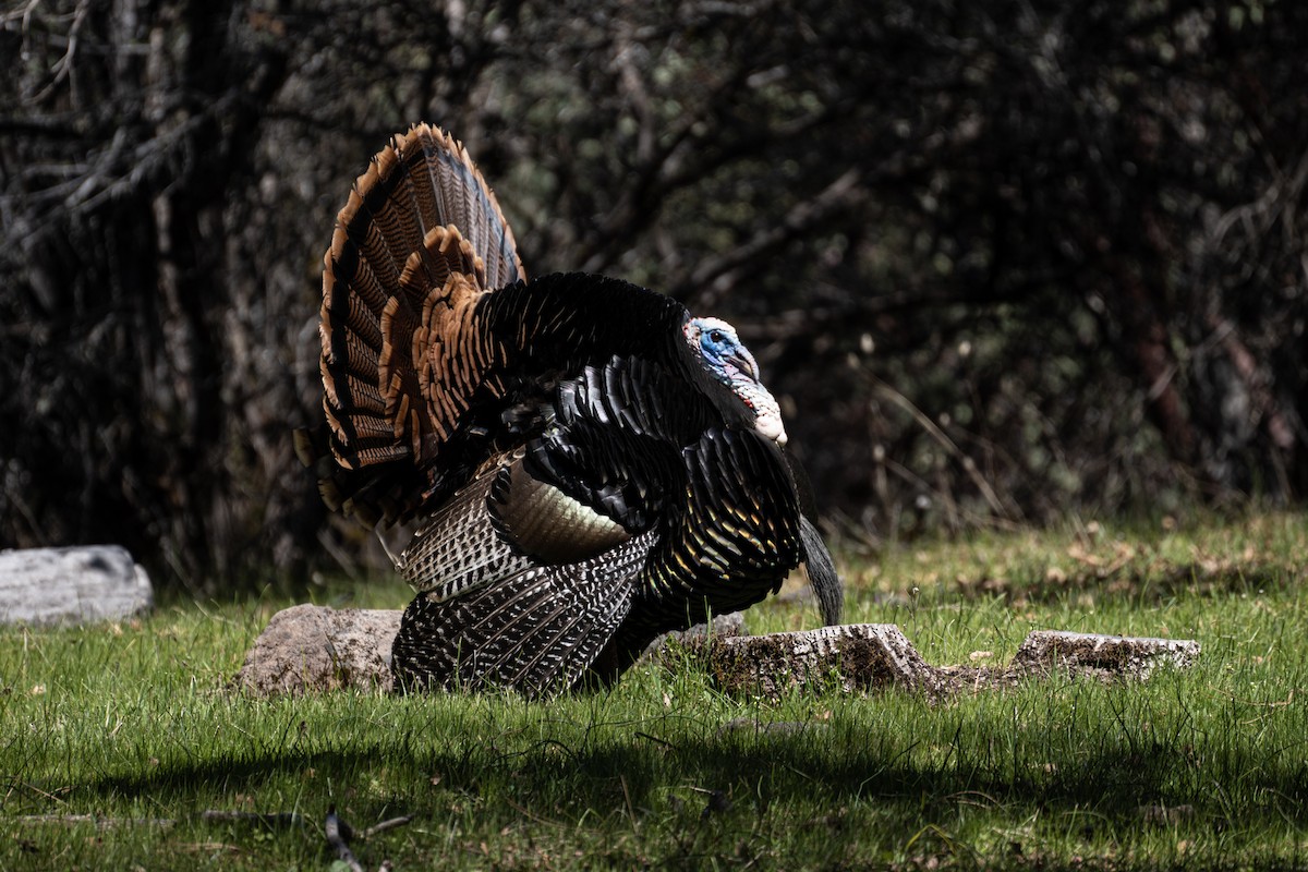 Wild Turkey - ML354353301