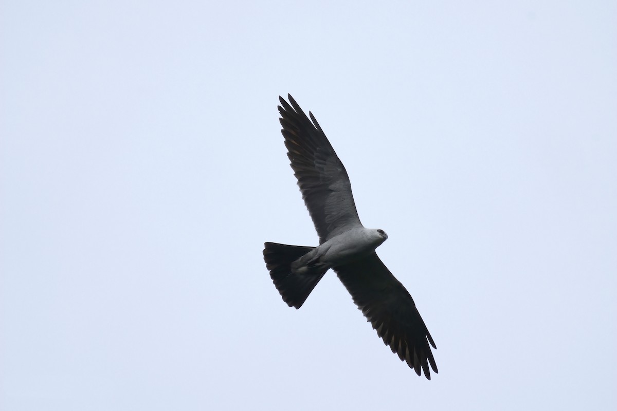 Mississippi Kite - Kelly Brunarski