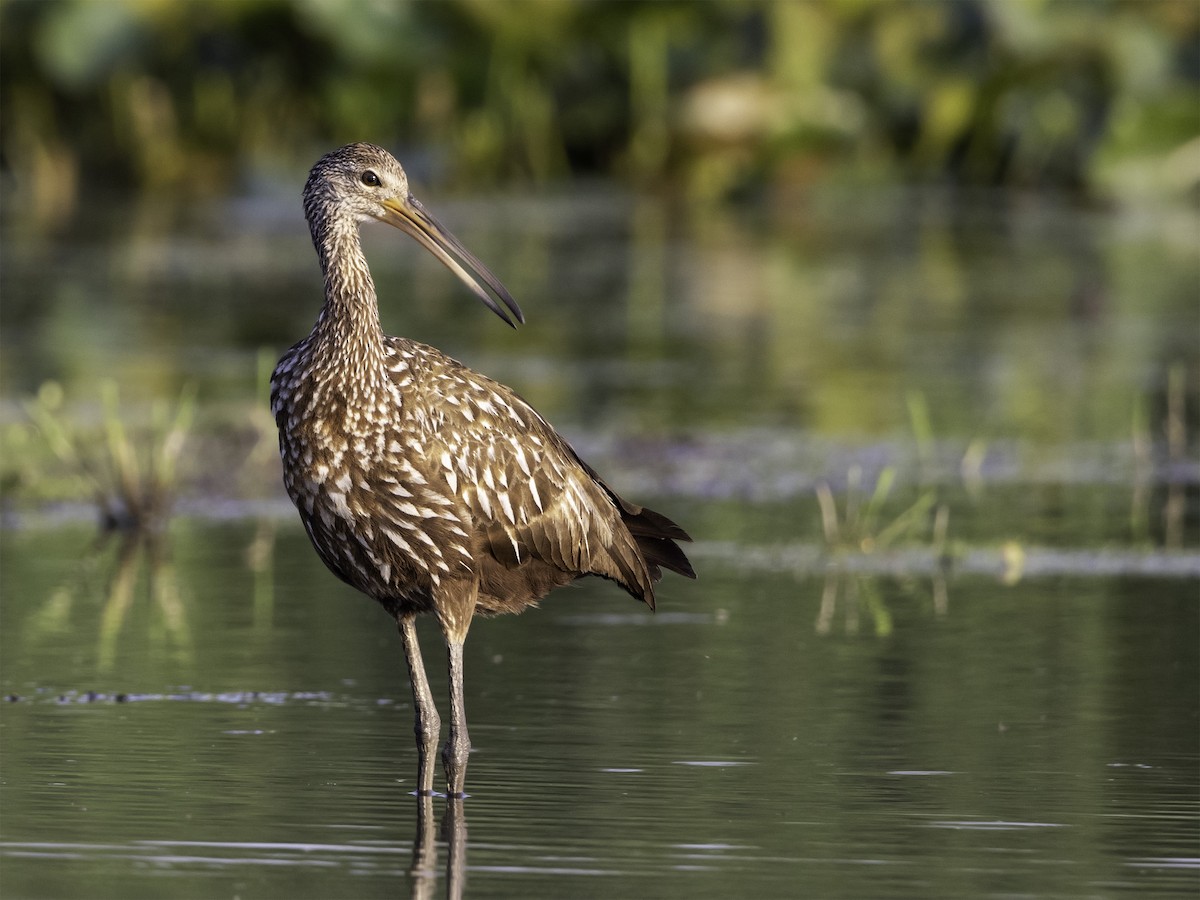 Limpkin - Nat Carmichael