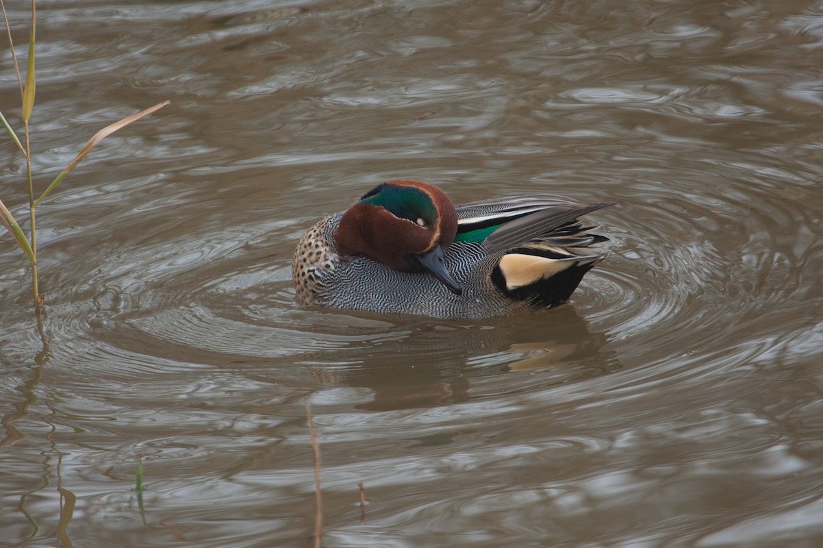 Green-winged Teal - ML354355601