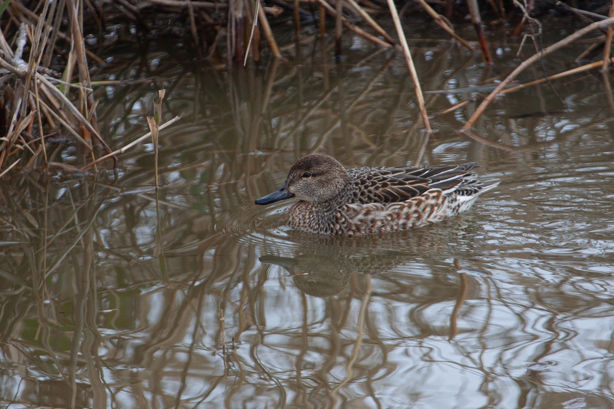 Green-winged Teal - ML354355611