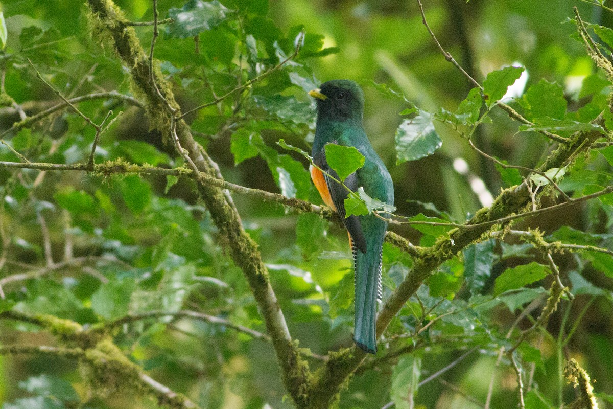 Collared Trogon (Orange-bellied) - ML35435681