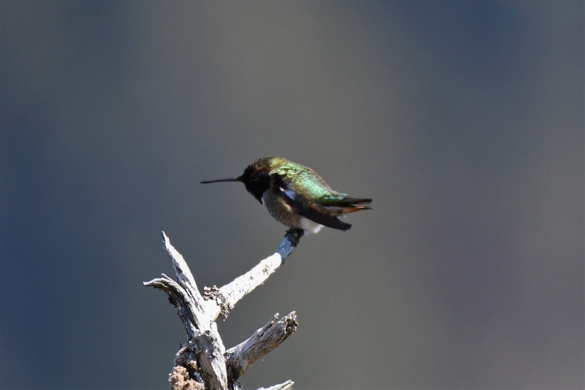 Anna's x Rufous Hummingbird (hybrid) - Kelly Kirkpatrick