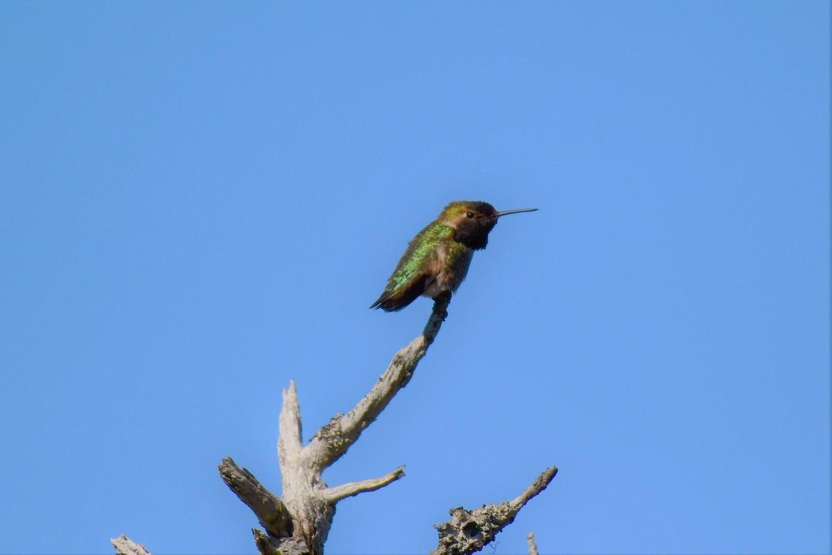 Anna's x Rufous Hummingbird (hybrid) - Kelly Kirkpatrick