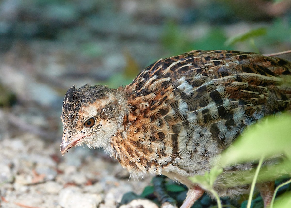 Ruffed Grouse - Elodie Roze