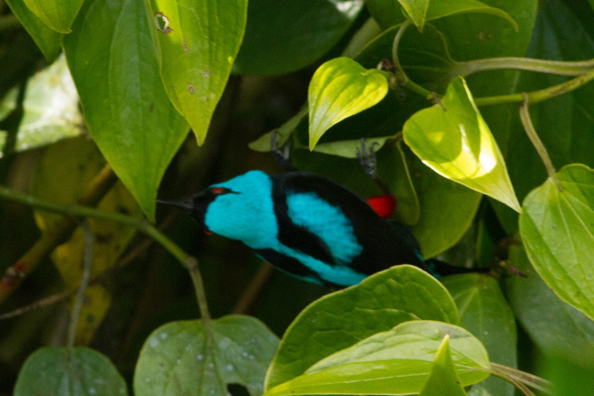 Scarlet-thighed Dacnis - ML35436181