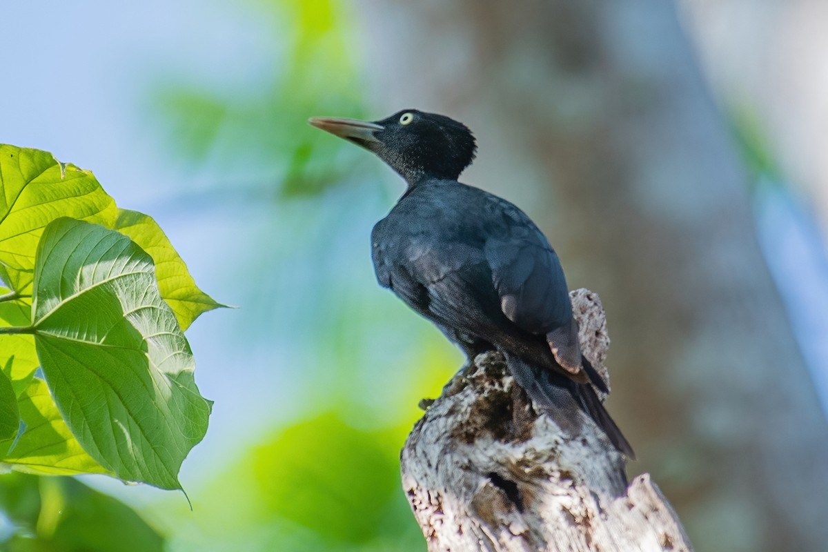 Northern Sooty-Woodpecker - ML354361951