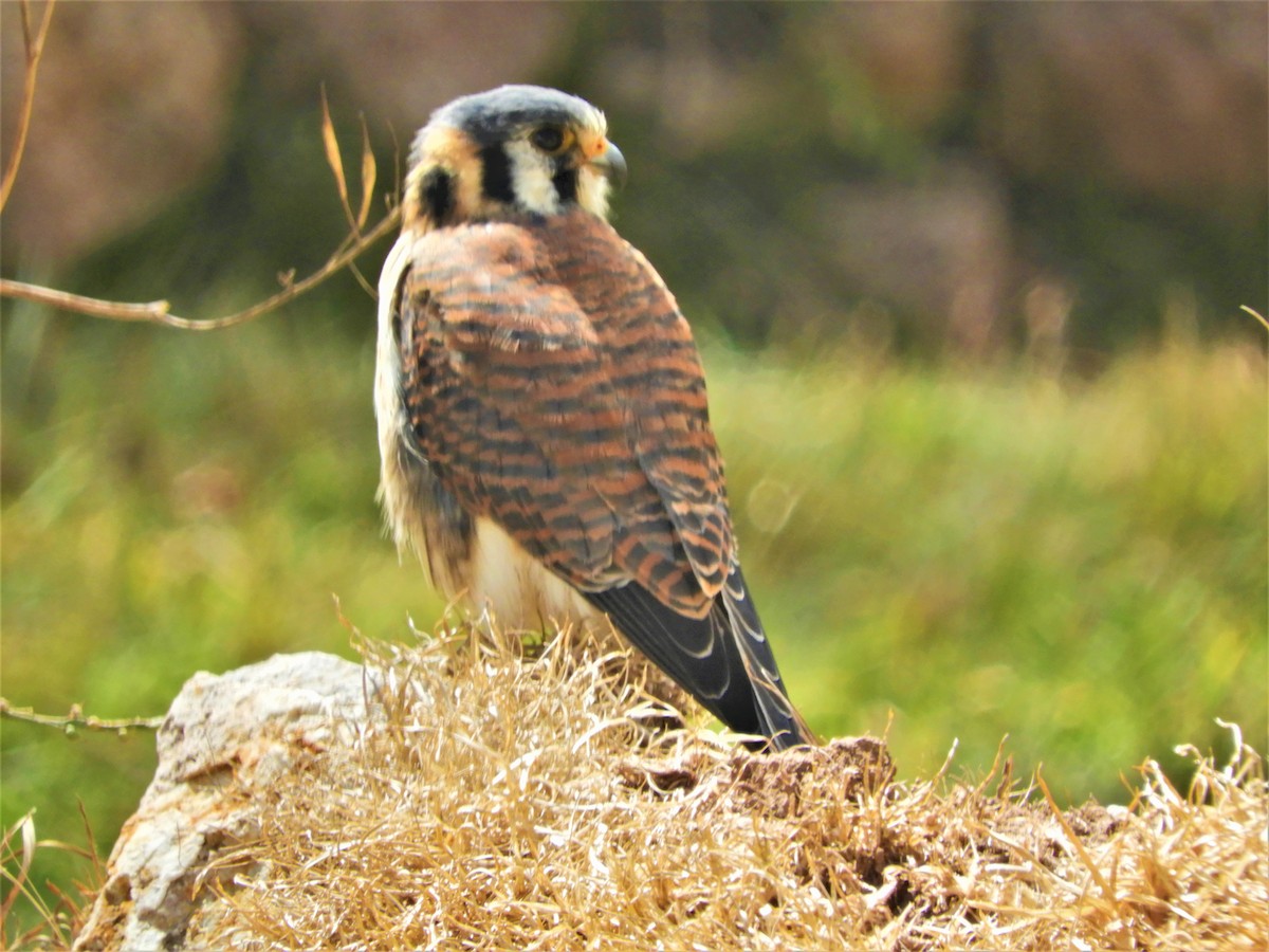 American Kestrel - ML354365831