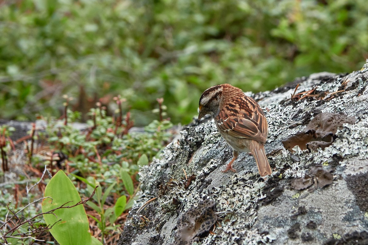 White-throated Sparrow - ML354366911