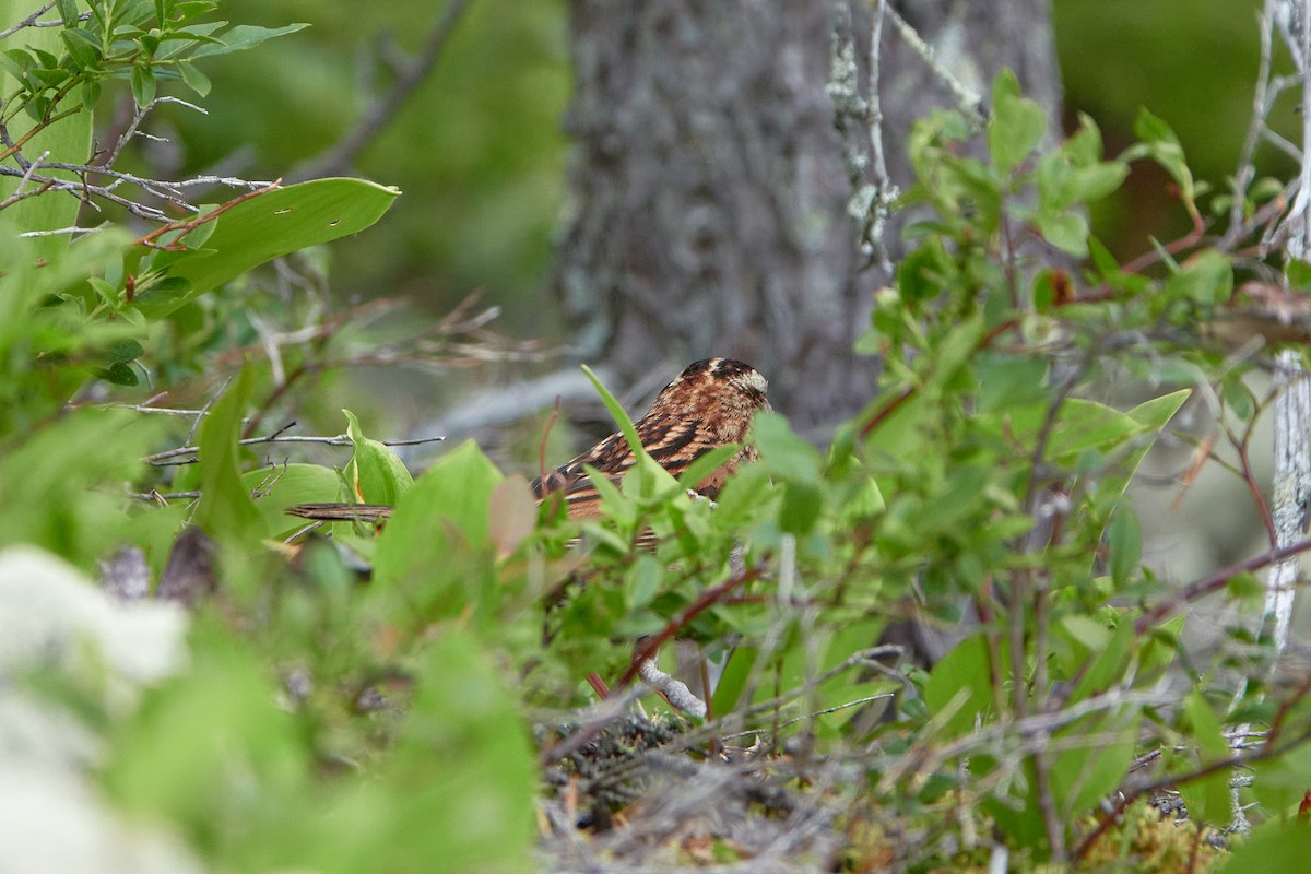 White-throated Sparrow - ML354366921