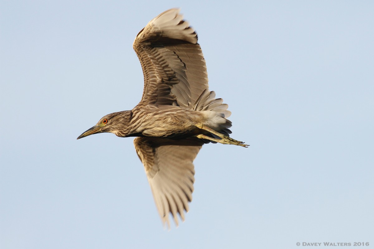 Black-crowned Night Heron - ML35436701