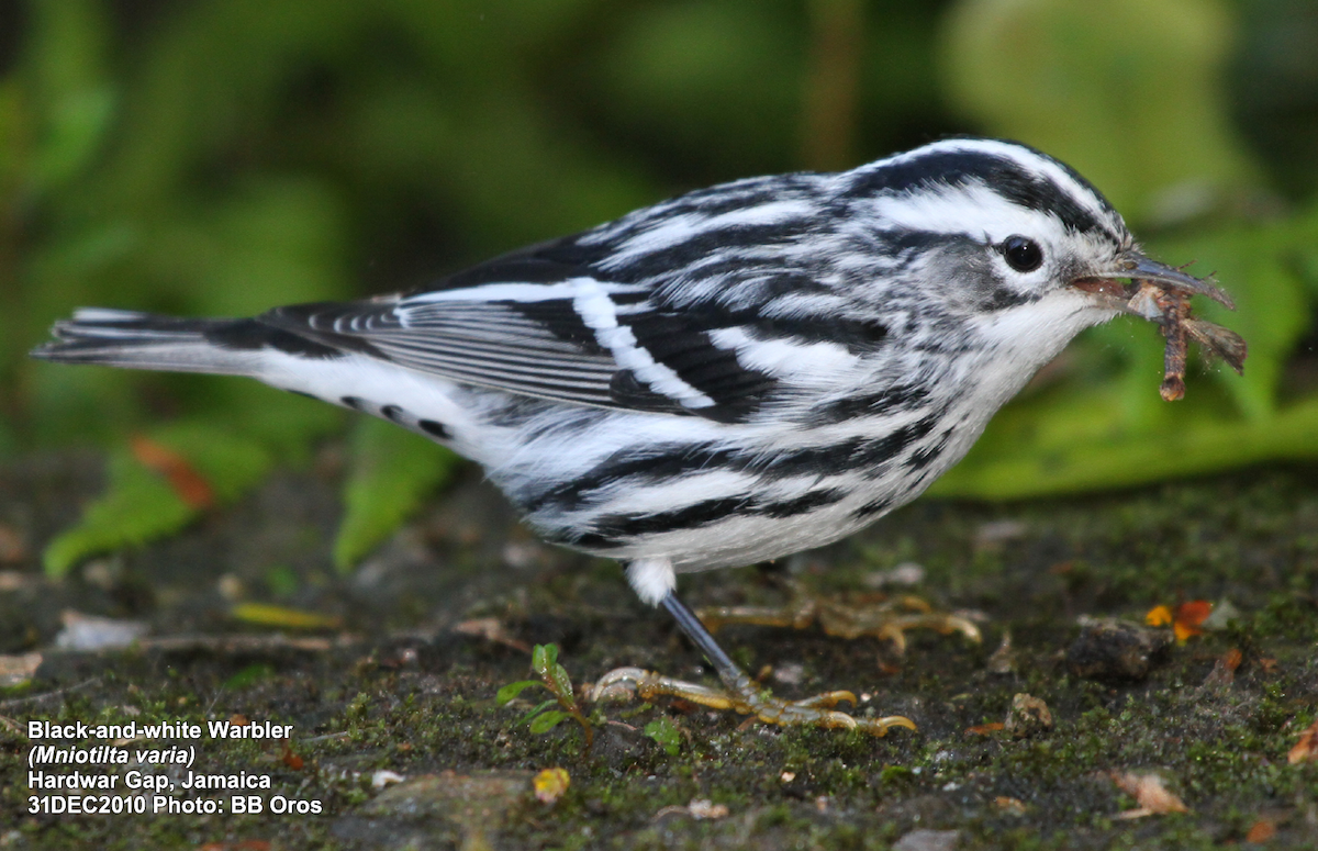Black-and-white Warbler - ML354368421