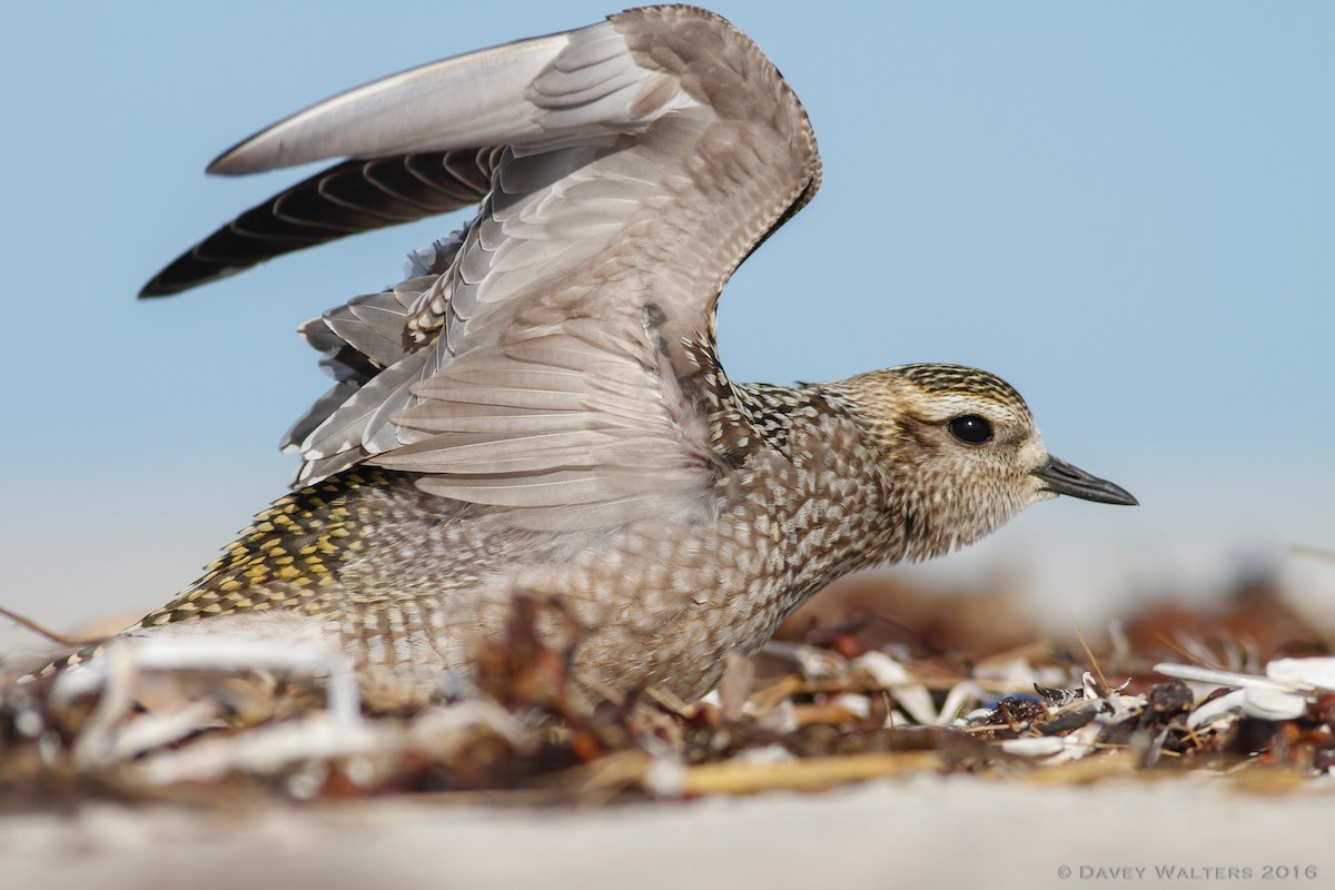 American Golden-Plover - Davey Walters