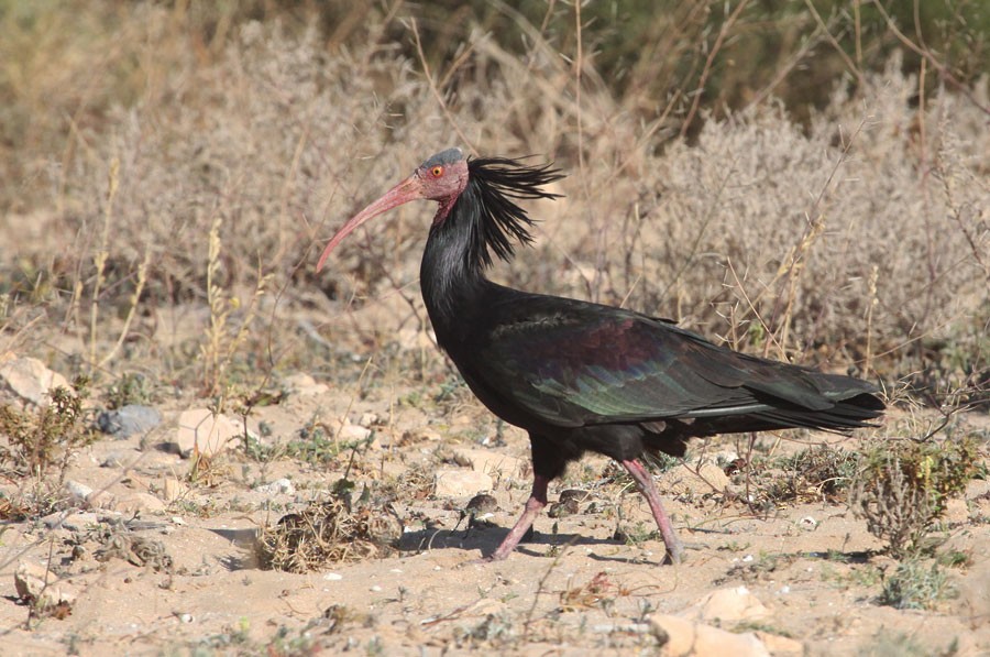 Northern Bald Ibis - Zbigniew Kajzer