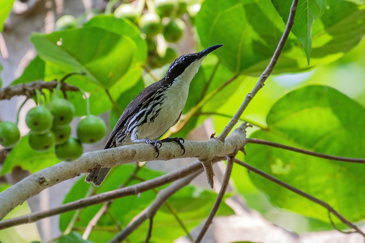 Rhabdornis à tête striée - ML354370491