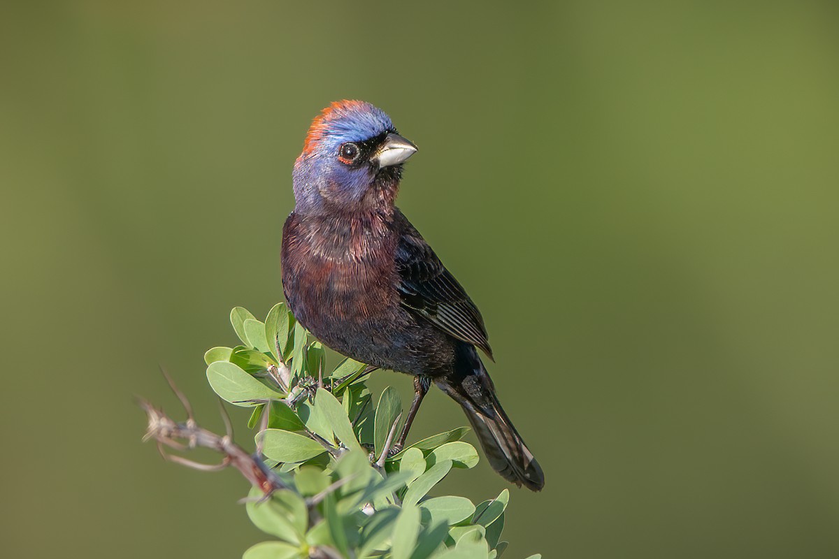 Varied Bunting - Shawn Cooper