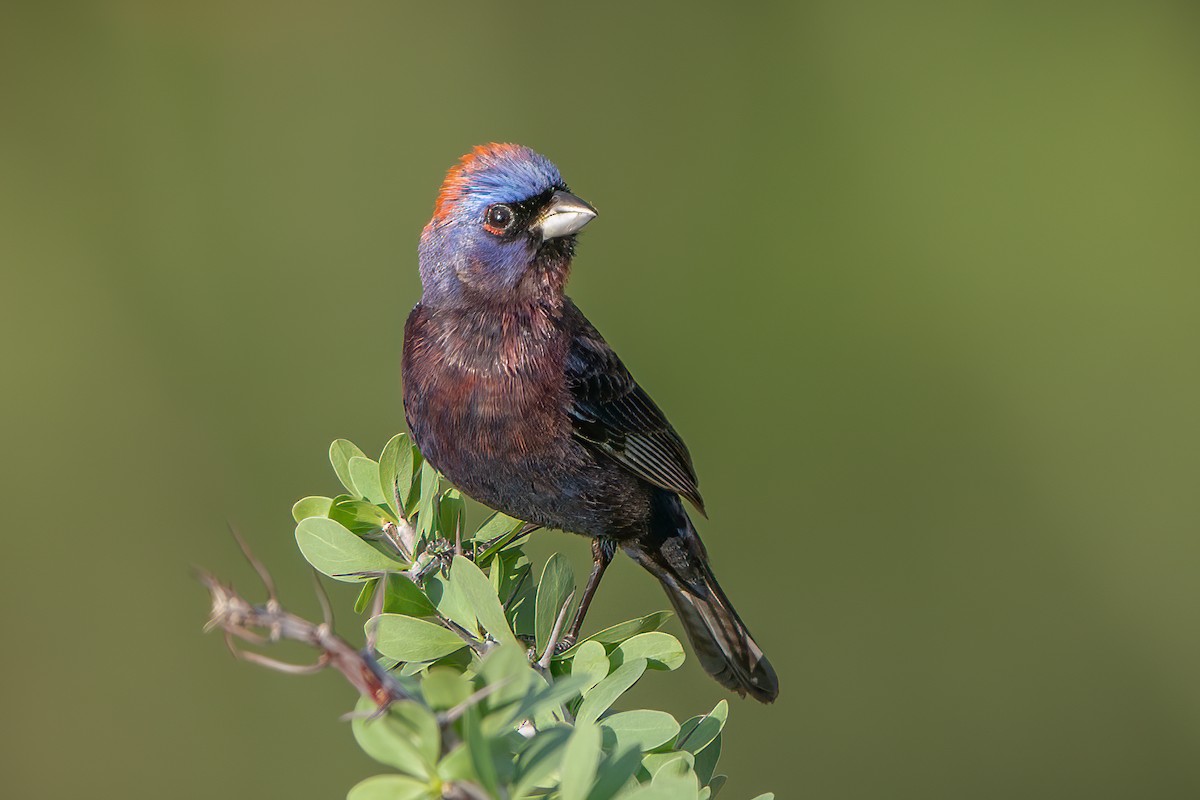 Varied Bunting - ML354371051