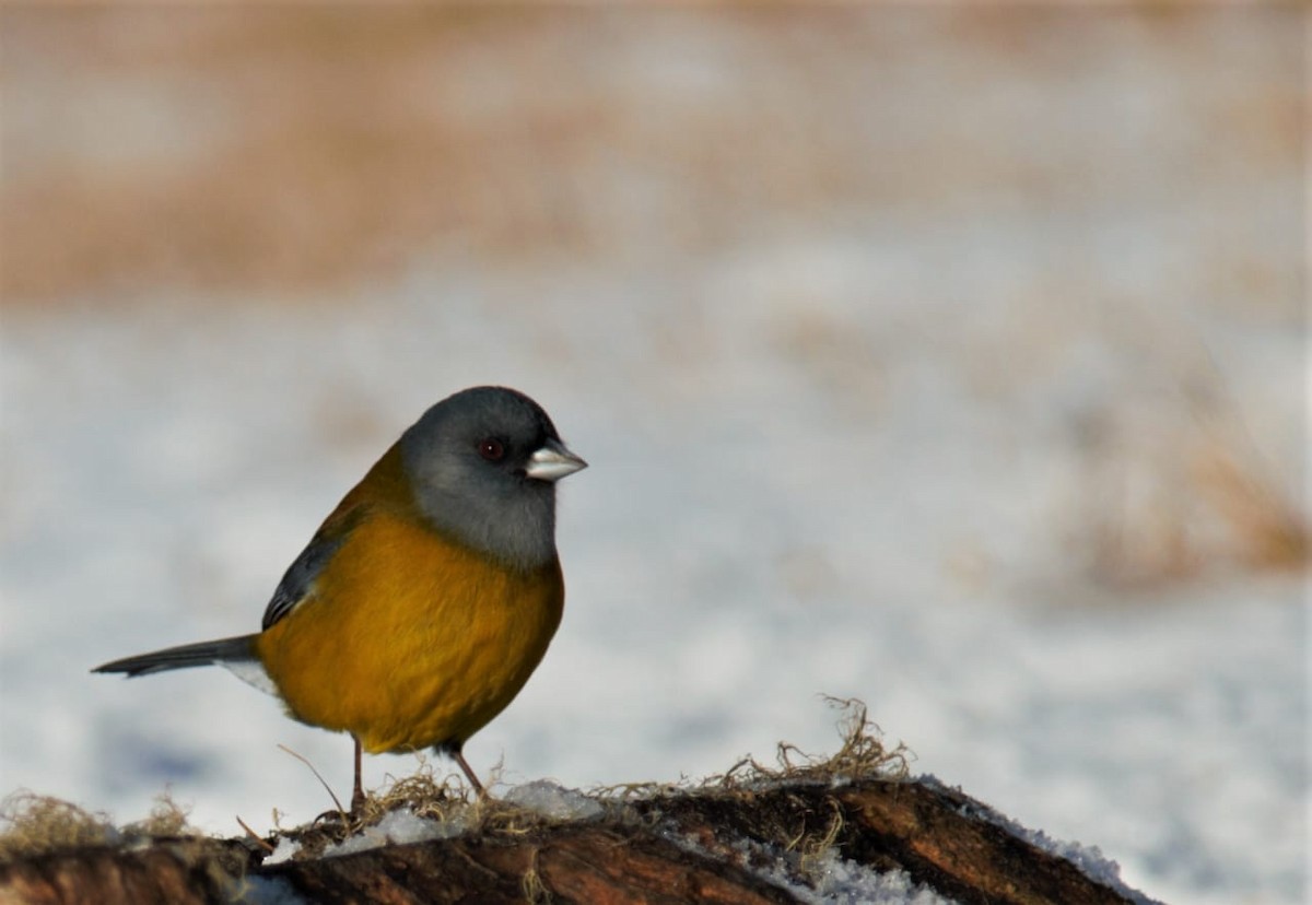 Patagonian Sierra Finch - ML354371171